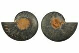 Cut/Polished Ammonite Fossil - Unusual Black Color #132596-1